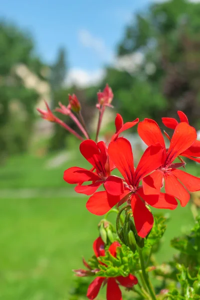 Червоні Квіти Клумбі Парку — стокове фото