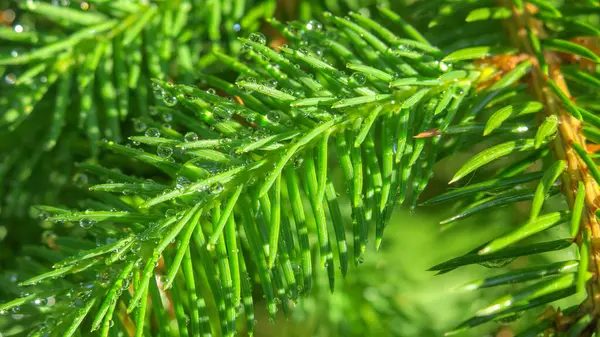 庭のクリスマスツリーの緑の枝 — ストック写真