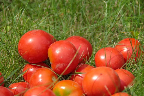 Délicieuses Tomates Rouges Maison Jardin — Photo