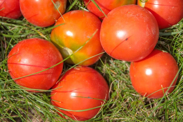 Deliciosos Tomates Caseiros Vermelhos Jardim — Fotografia de Stock