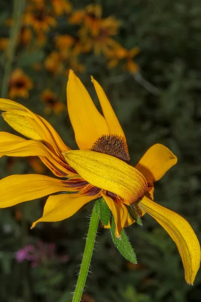 Hermosas Flores Amarillas Negras Jardín — Foto de Stock