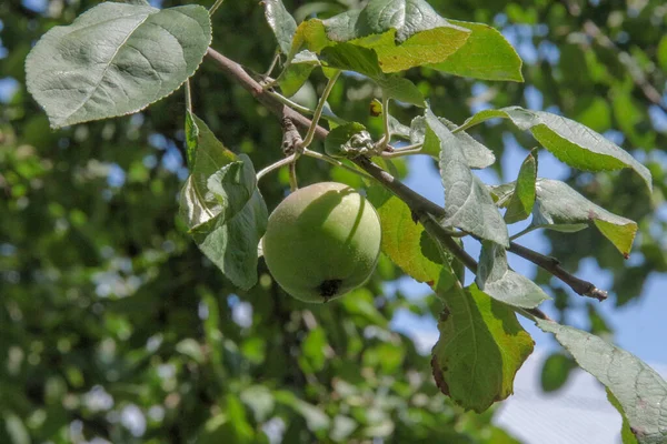 Kleine Groene Appels Groene Bladeren Een Boom — Stockfoto