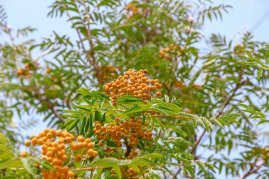 Yol kenarında sarı ve kırmızı dağ külleri.