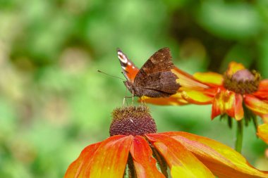 Bahçedeki güzel sarı-siyah çiçekte yaşlı bir kelebek