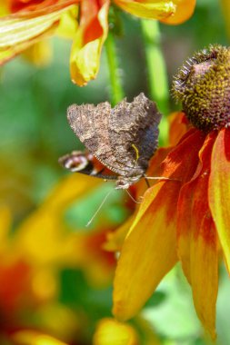 Bahçedeki güzel sarı-siyah çiçekte yaşlı bir kelebek