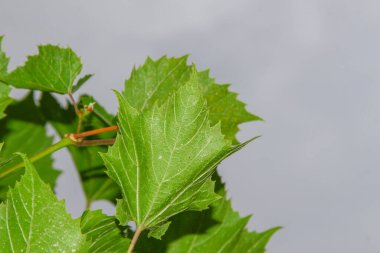 Bahçedeki gökyüzünün arka planında yeşil üzüm yaprakları