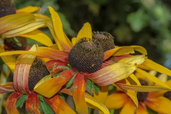 Hermosa Flor Amarilla Negra Jardín — Foto de Stock