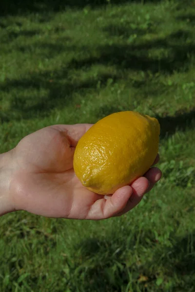 Limone Giallo Mano Uno Sfondo Erba Verde — Foto Stock