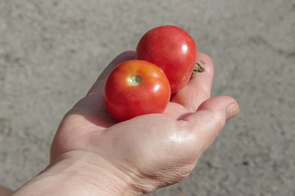 Czerwone Domowe Pomidory Ręku Tle Ogrodu — Zdjęcie stockowe
