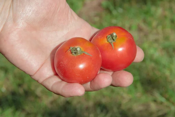 Tomat Buatan Sendiri Merah Ditangan Dengan Latar Belakang Taman — Stok Foto