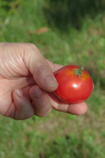 Tomates Caseiros Vermelhos Mão Fundo Jardim — Fotografia de Stock