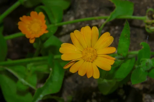 庭に花弁のある美しい黄色の花 — ストック写真