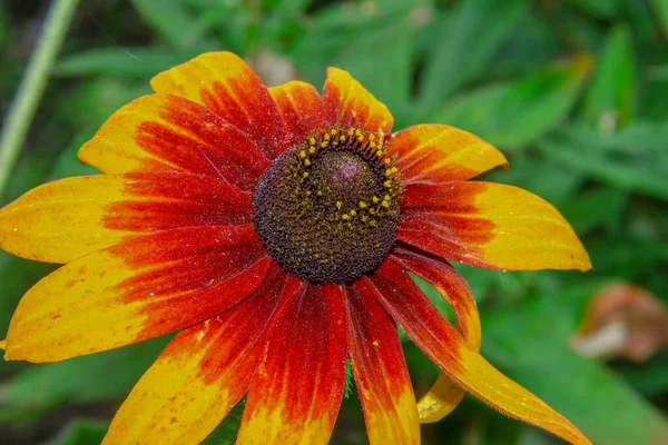 Vacker Gul Blomma Med Kronblad Trädgården — Stockfoto