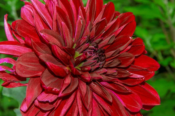 Bahçesinde Taç Yaprakları Olan Güzel Koyu Kırmızı Çiçek — Stok fotoğraf