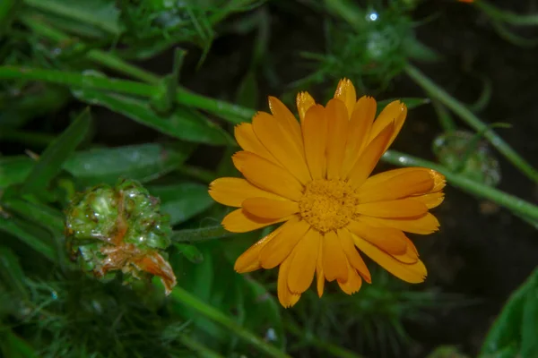 Bela Flor Amarela Com Pétalas Jardim — Fotografia de Stock