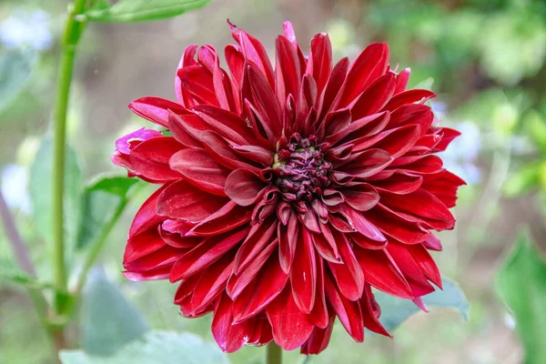 Schöne Dunkelrote Blume Mit Blütenblättern Garten — Stockfoto