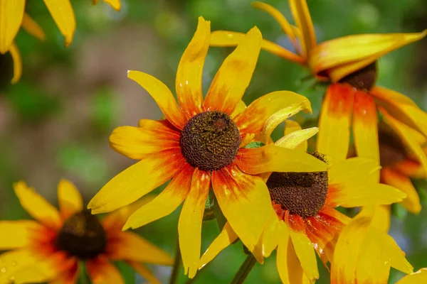 Hermosa Flor Amarilla Con Pétalos Jardín — Foto de Stock