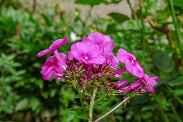 Hermosa Florecita Rosa Jardín —  Fotos de Stock