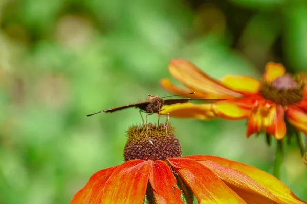 Vieja Mariposa Sobre Una Hermosa Flor Amarilla Negra Jardín —  Fotos de Stock