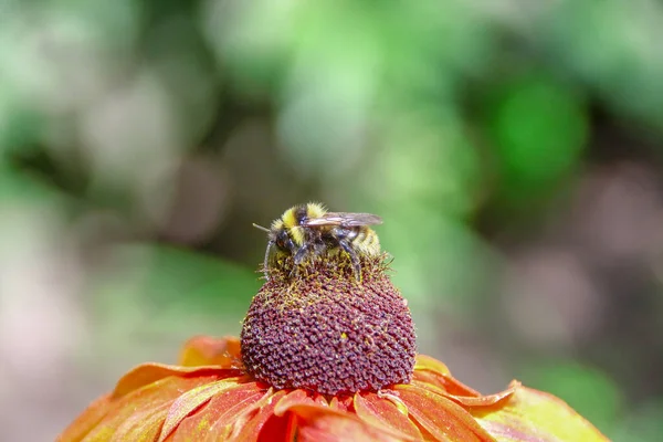 Abelha Preta Senta Uma Flor Amarela Preta — Fotografia de Stock