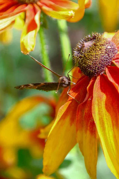 Vieja Mariposa Sobre Una Hermosa Flor Amarilla Negra Jardín —  Fotos de Stock