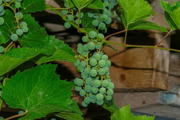 Green Bunches Berries Grapes Leaves Garden — Stock Photo, Image