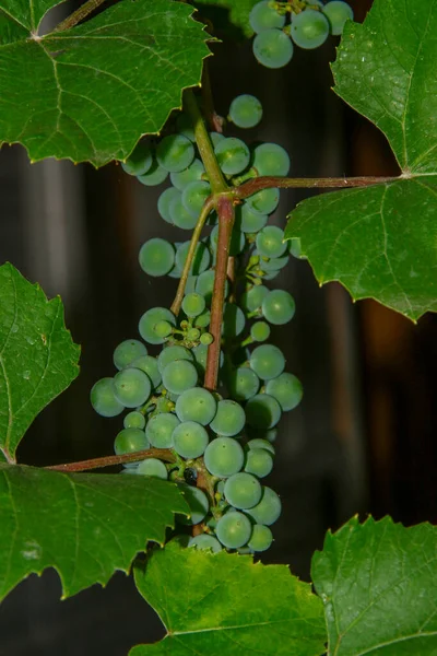 Gröna Klasar Och Bär Druvor Och Blad Trädgården — Stockfoto