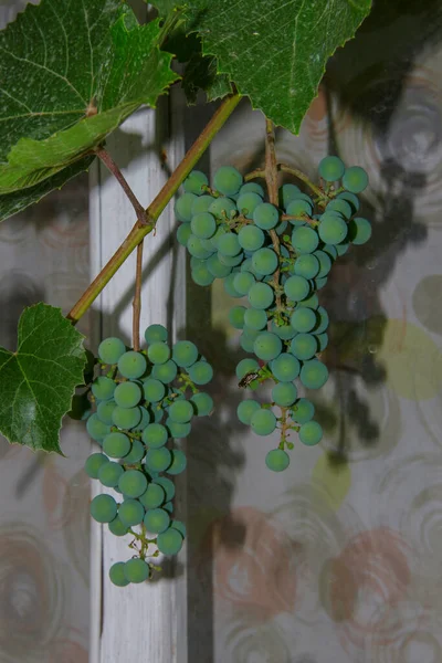 Зеленые Гроздья Ягоды Винограда Листья Саду — стоковое фото