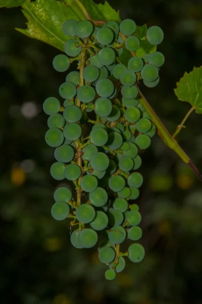 Green Bunches Berries Grapes Leaves Garden — Stock Photo, Image