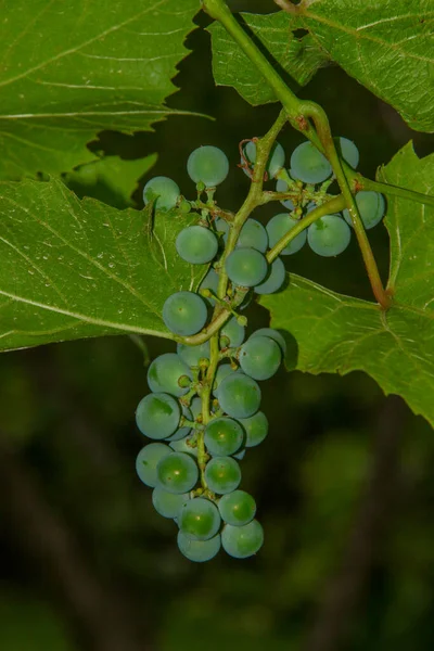 Green bunches and berries of grapes and leaves in the garden