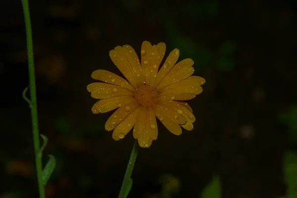 Mały Żółty Kwiat Kroplami Wody Deszczu — Zdjęcie stockowe