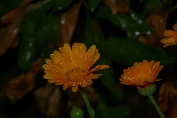 Una Pequeña Flor Amarilla Con Gotas Agua Después Lluvia — Foto de Stock