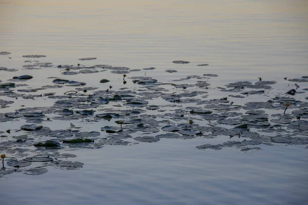 Вода Пруду Закате Лилиями — стоковое фото