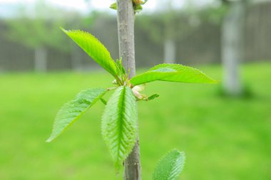 Yaz parkında güzel yeşil yapraklar