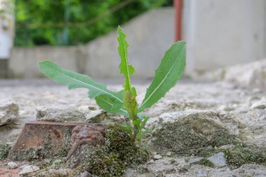 Yaz parkında güzel yeşil yapraklar