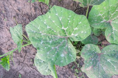 Yaz parkında güzel yeşil yapraklar