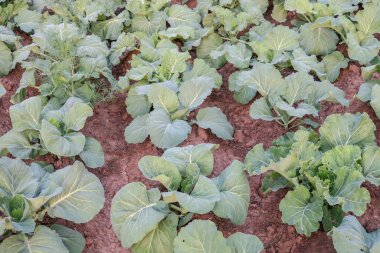 Yaz parkında güzel yeşil yapraklar