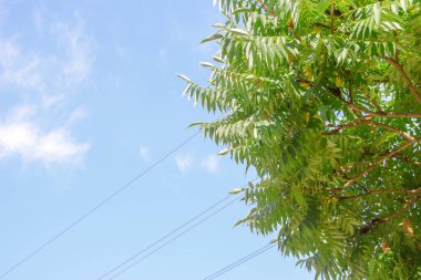 Güzel yaz havasında mavi gökyüzü