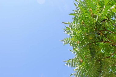 Güzel yaz havasında mavi gökyüzü