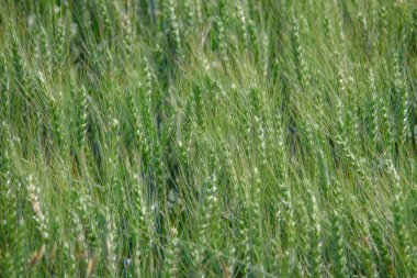 Büyük bir tarlada yeşil buğday kulakları