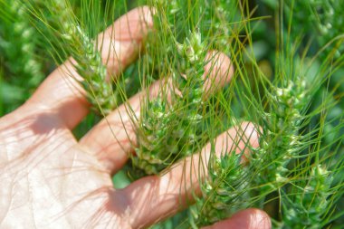 Büyük bir tarlada yeşil buğday kulakları