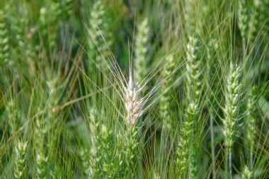 Büyük bir tarlada yeşil buğday kulakları