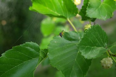 Yaz parkında güzel yeşil yapraklar