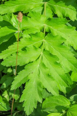 Yaz parkında güzel yeşil yapraklar