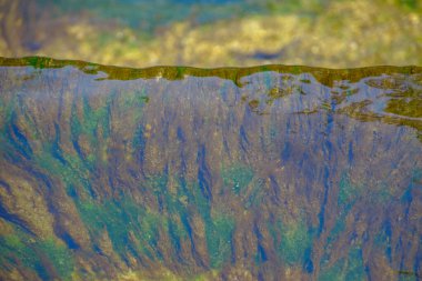 Hayvanat bahçesinde su ve algler