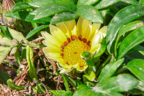 Schöne Blume Auf Einem Städtischen Blumenbeet Stadtpark — Stockfoto