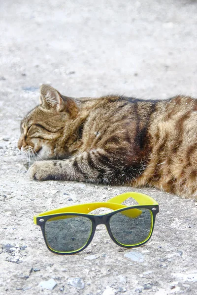 Lunettes Soleil Pour Femmes Noires Monture Jaune Chat Endormi — Photo