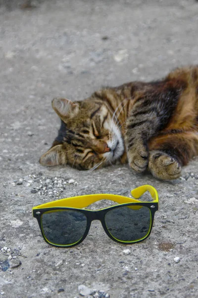 Czarne Damskie Okulary Przeciwsłoneczne Żółtą Ramą Śpiącym Kotem — Zdjęcie stockowe
