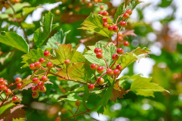 Flor Roja Borlas Viburnum Arbusto Jardín — Foto de Stock