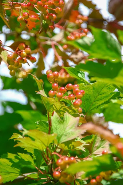 Bahçedeki viburum çalılarının kırmızı çiçek püskülleri